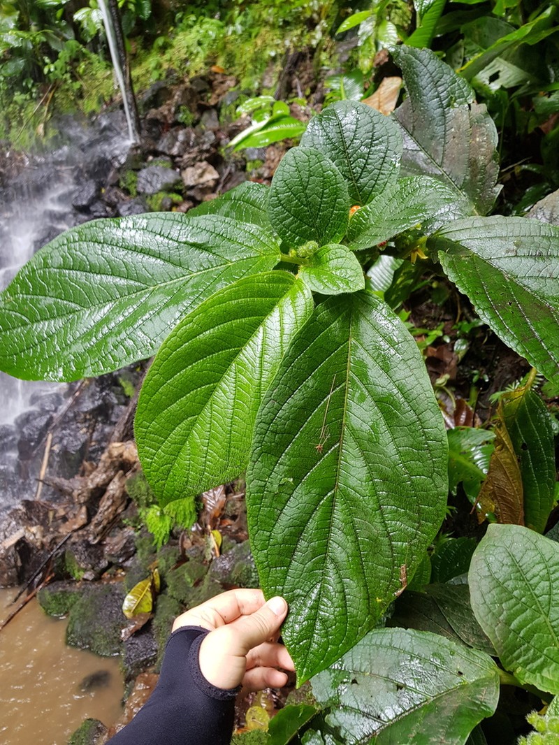 Witheringia correana photo 4