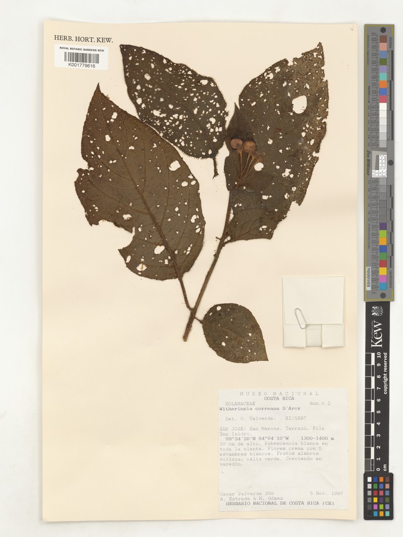 Witheringia correana photo 6