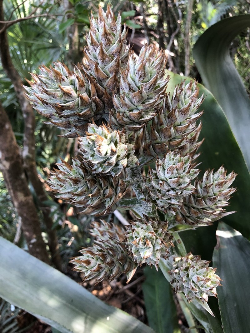 Antilles Lacebark