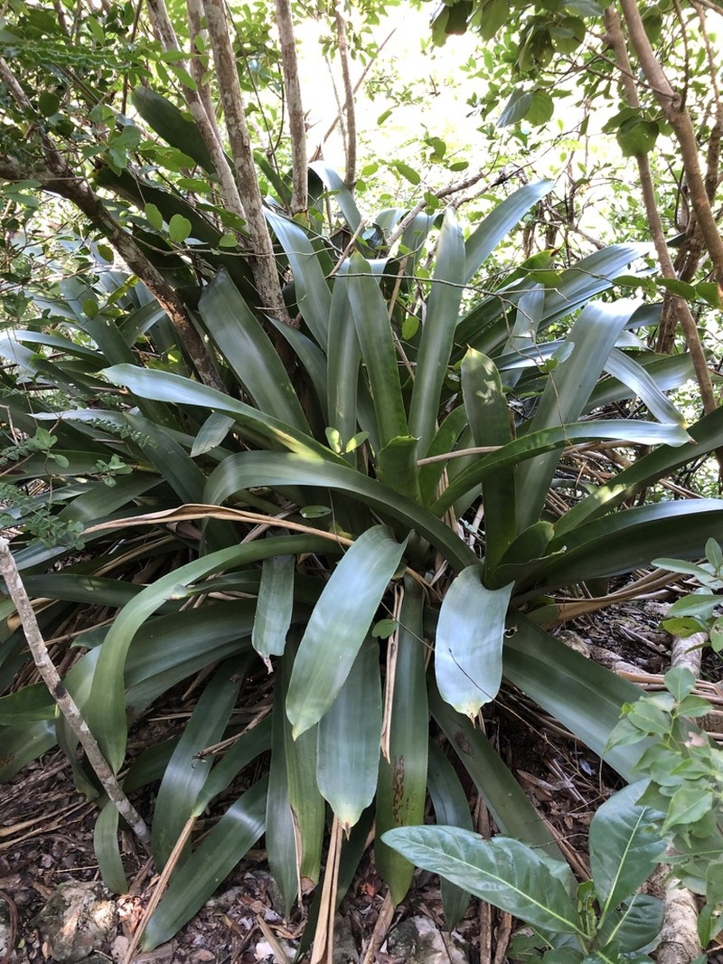 Antilles Lacebark photo 2