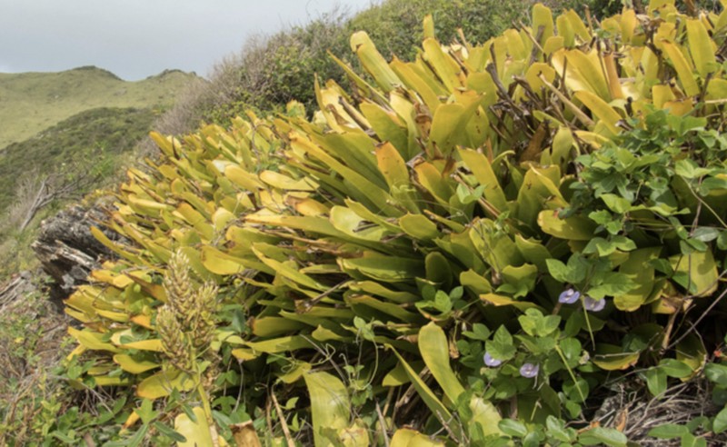 Antilles Lacebark photo 4