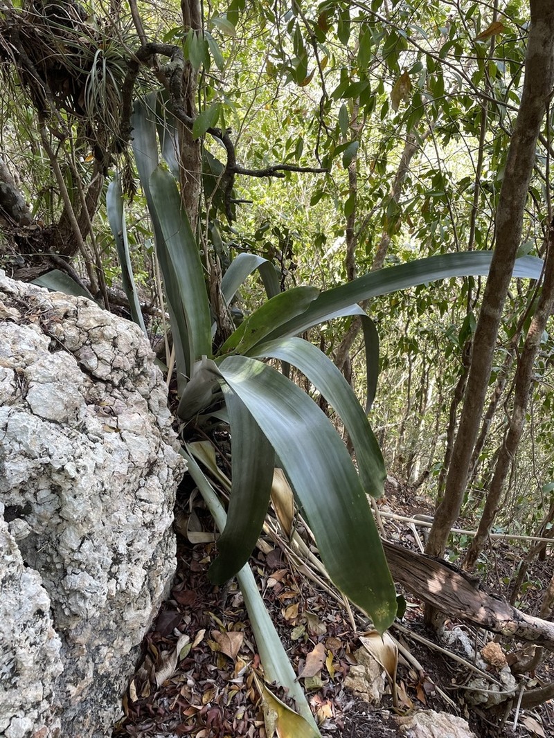 Antilles Lacebark photo 5