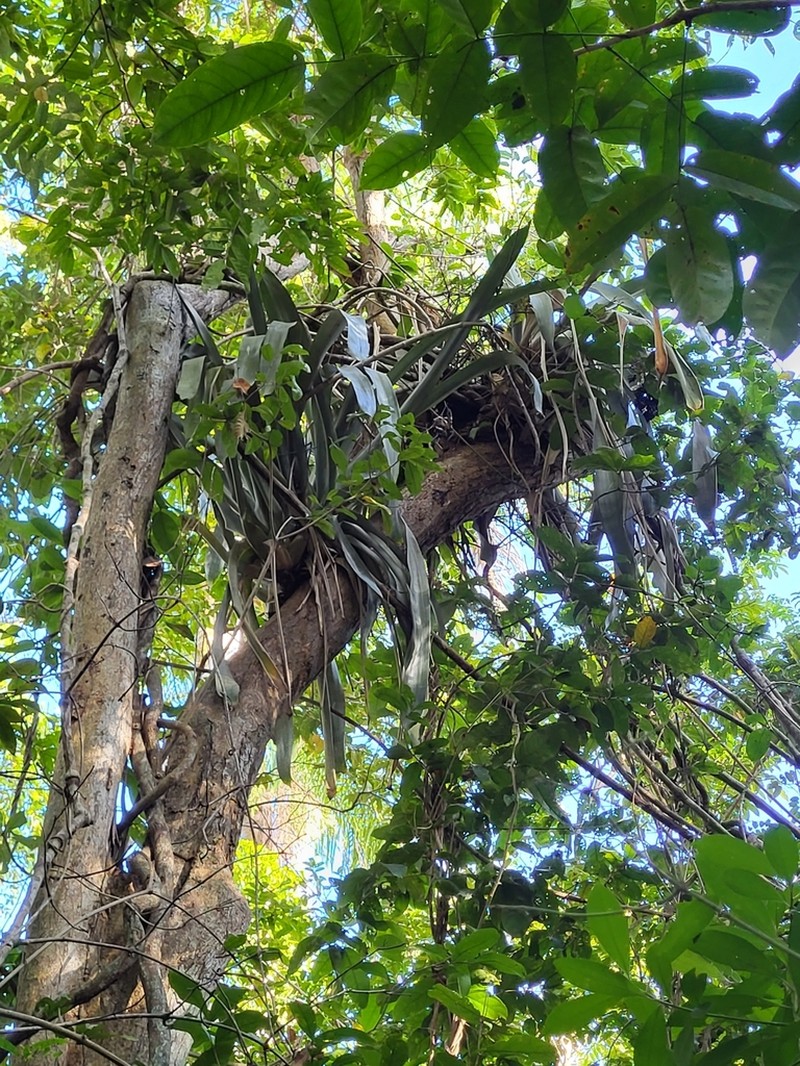 Antilles Lacebark photo 7