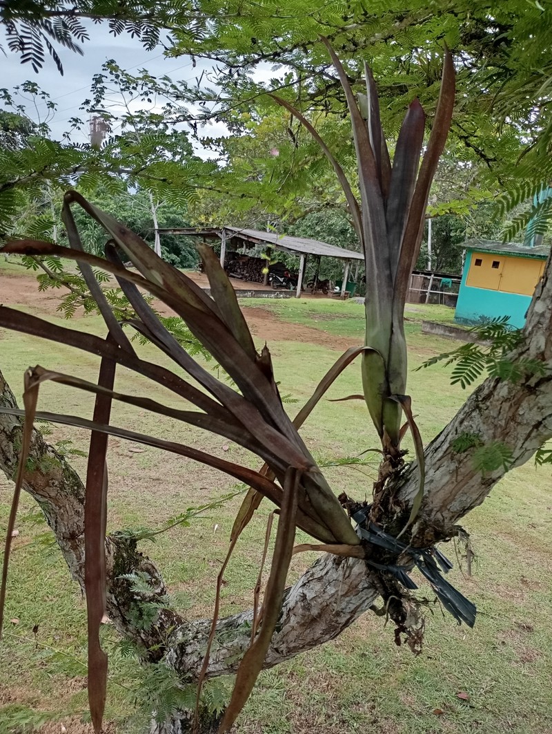 Wittmackia conduruensis photo 2