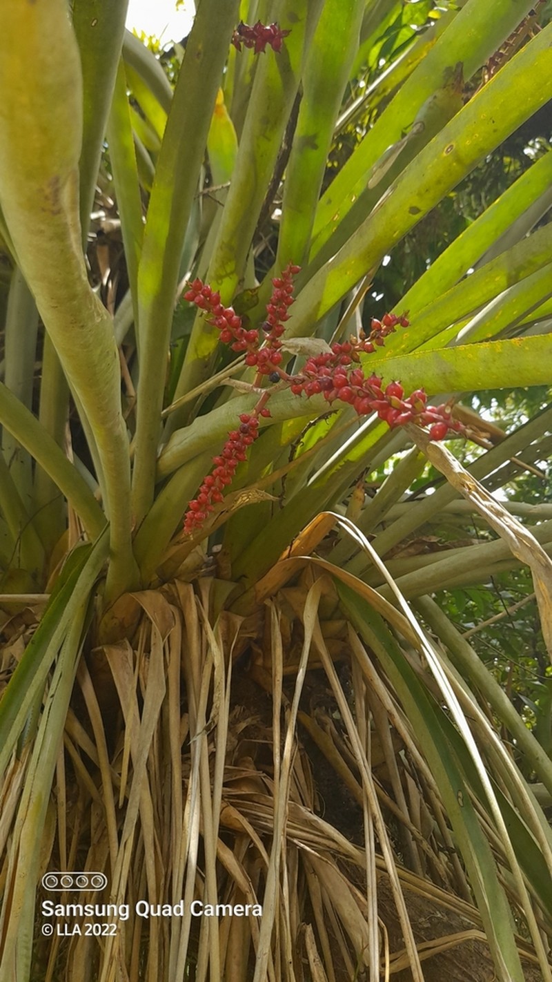 West Indian Livingvase