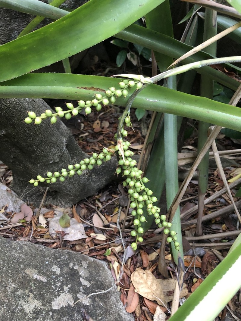 West Indian Livingvase photo 3