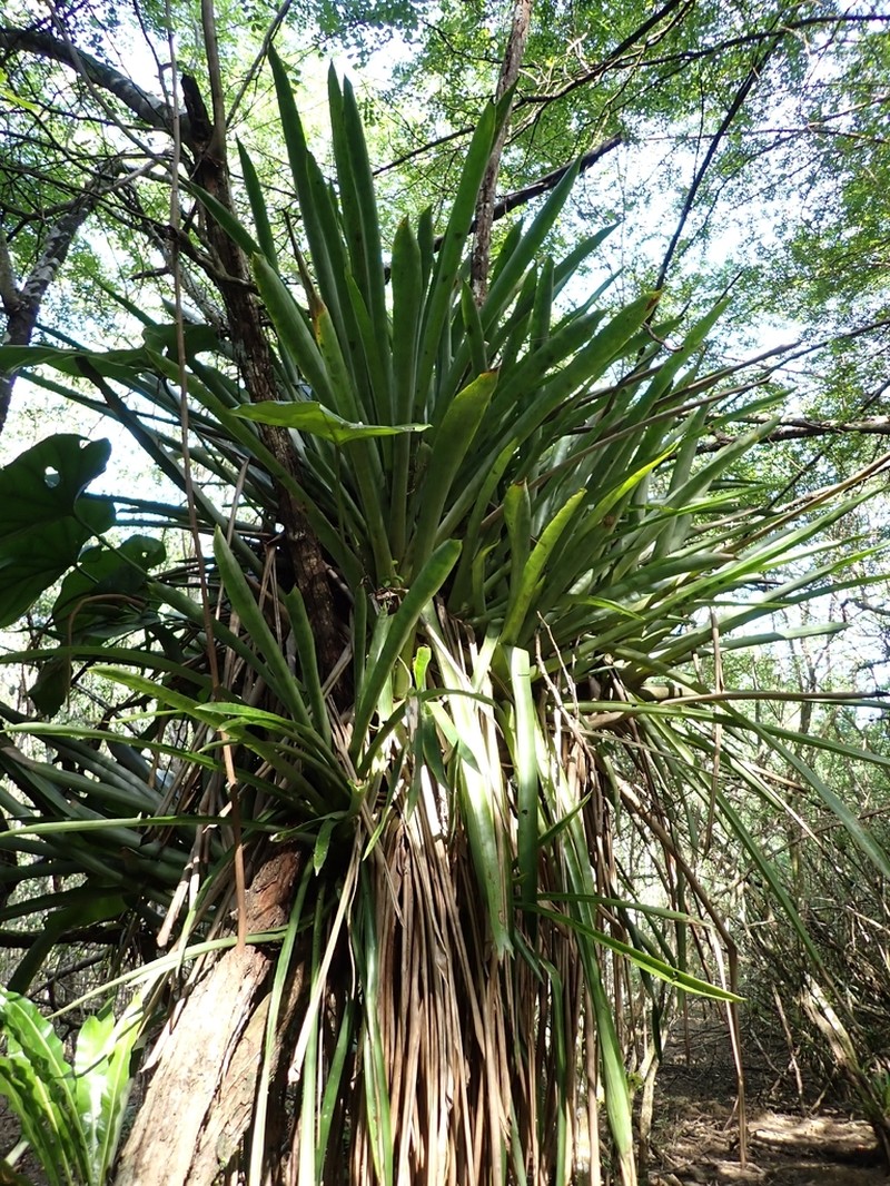 West Indian Livingvase photo 4