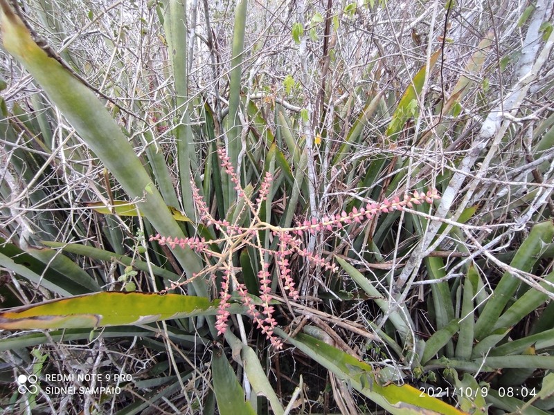 West Indian Livingvase photo 6