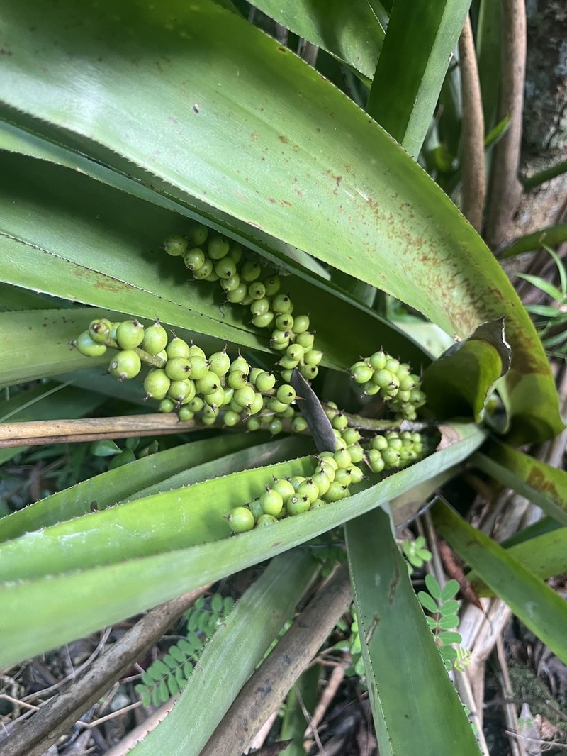 West Indian Livingvase photo 7