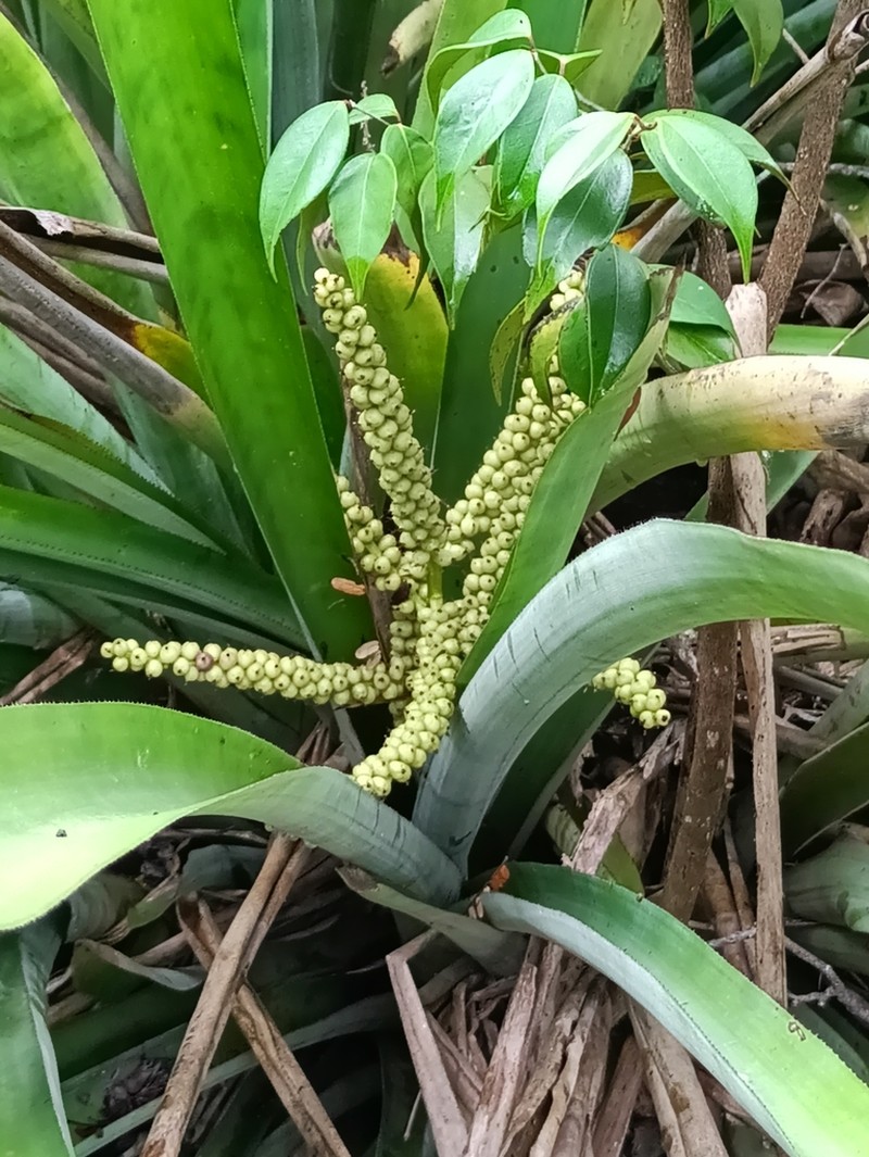 West Indian Livingvase photo 8