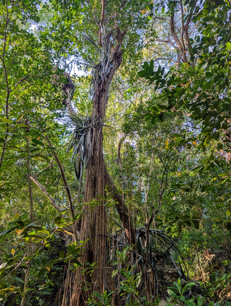 West Indian Livingvase