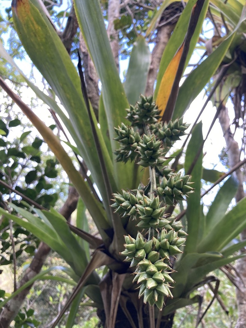 Longtip Lacebark
