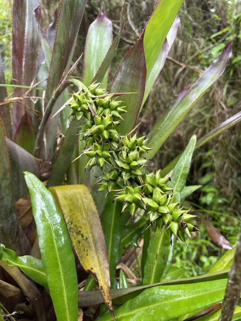 Longtip Lacebark photo 2