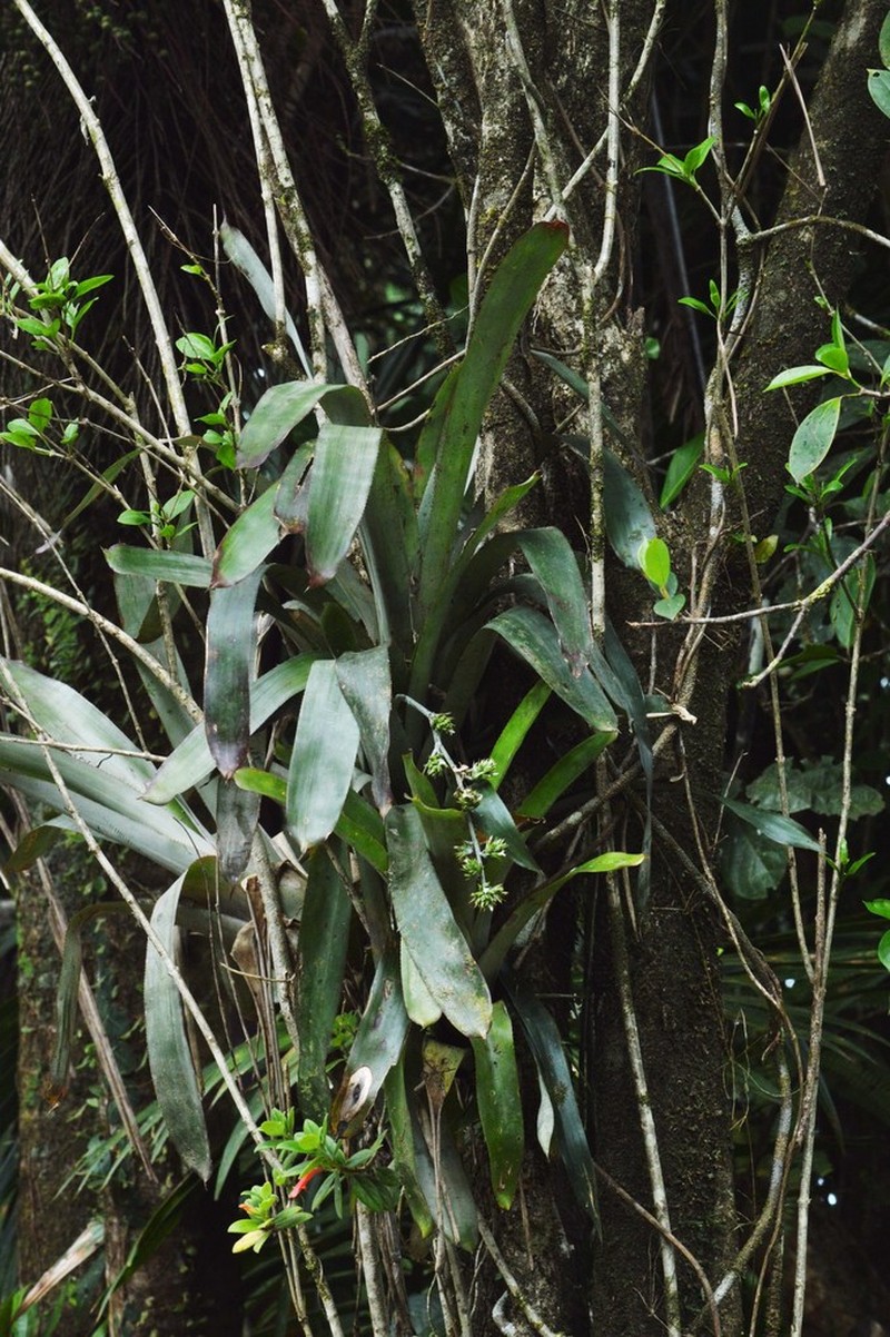 Longtip Lacebark photo 3