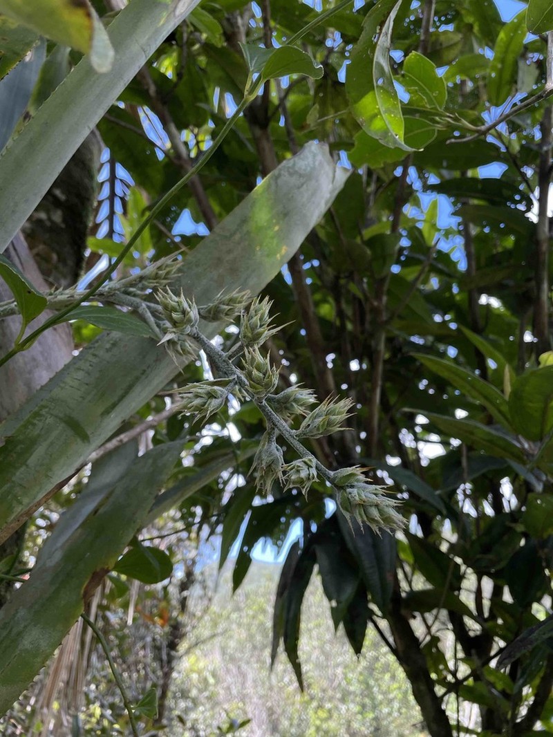 Longtip Lacebark photo 5