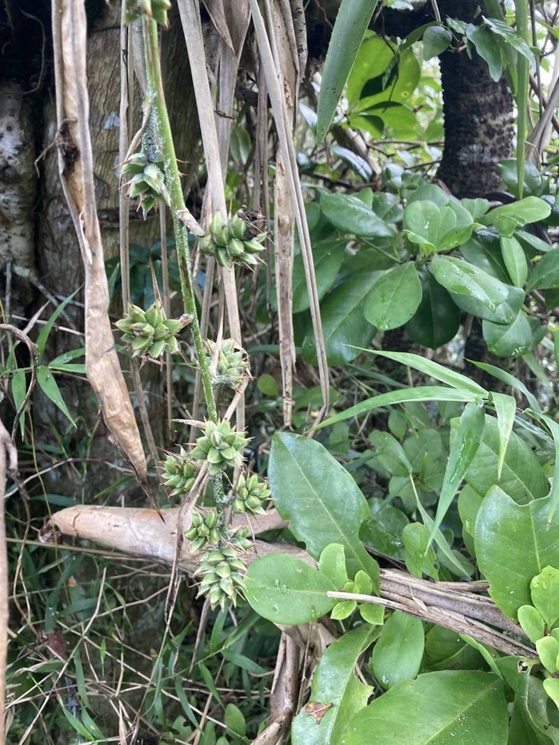 Longtip Lacebark photo 6