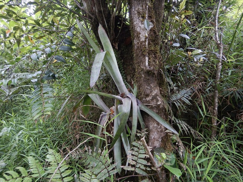 Longtip Lacebark photo 7