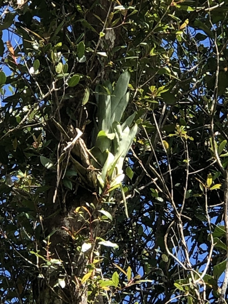 Puerto Rico Lacebark photo 4