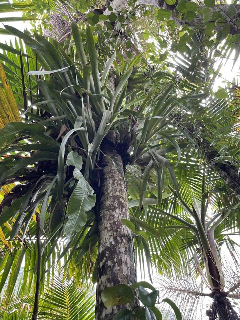 Puerto Rico Lacebark photo 8