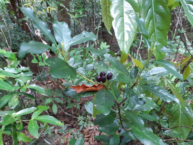 Wittsteinia balansae