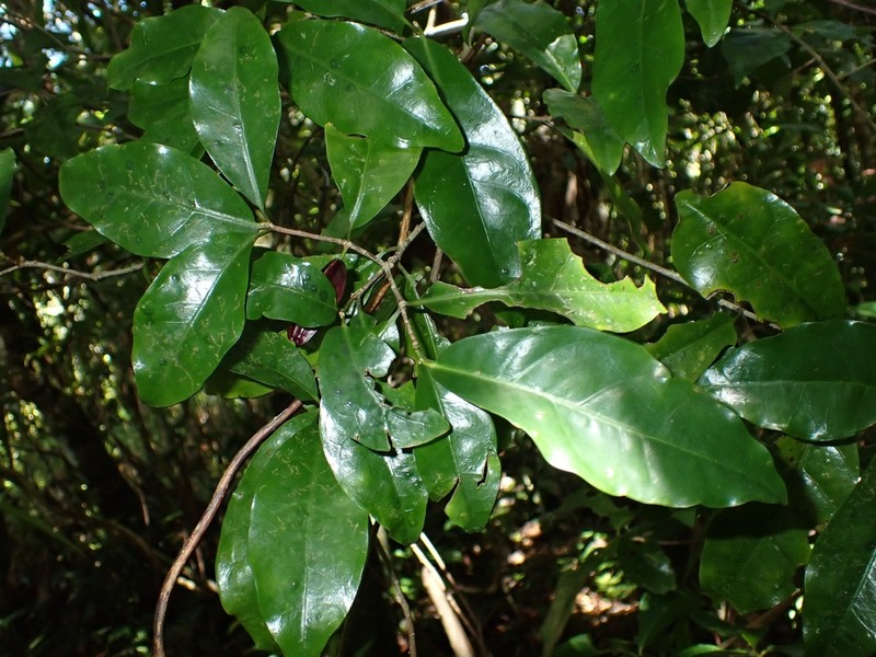 Wittsteinia balansae photo 2