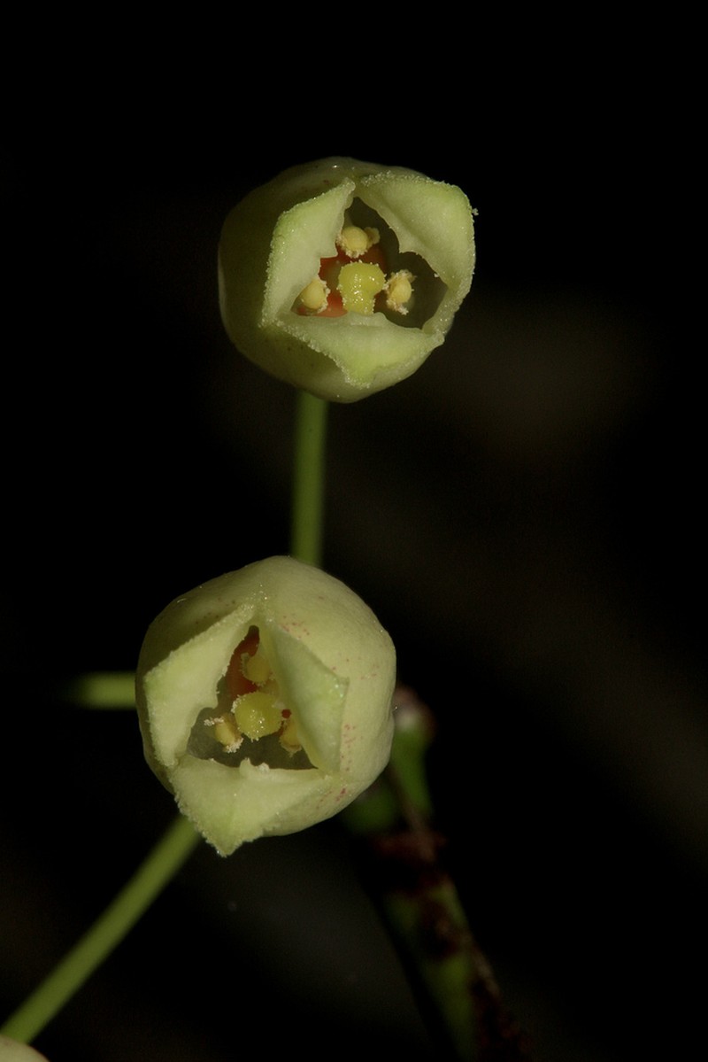 Wittsteinia balansae photo 3