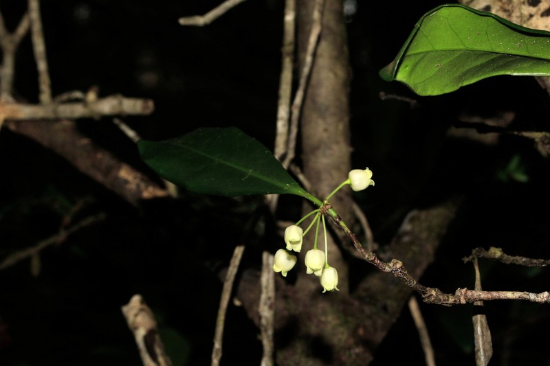 Wittsteinia balansae photo 5