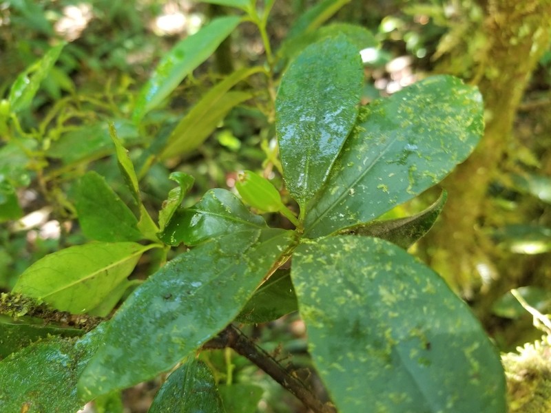 Wittsteinia balansae photo 6
