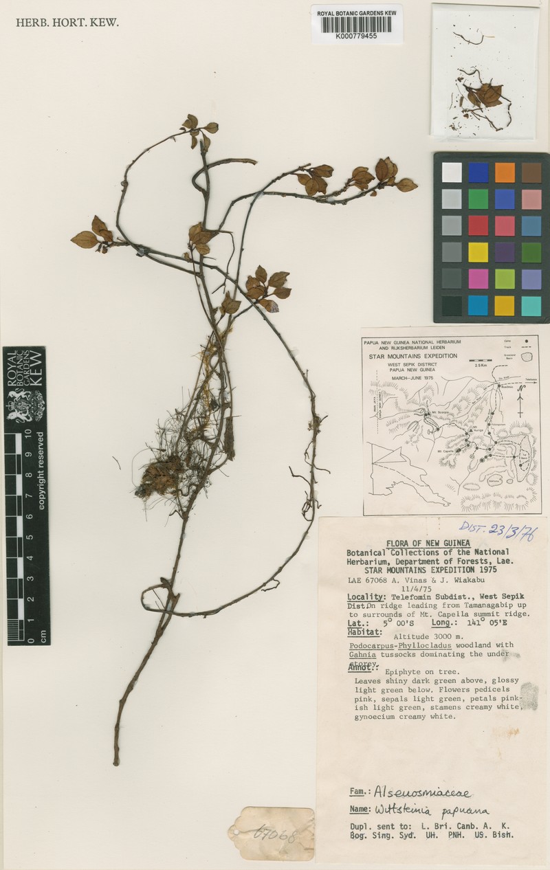Wittsteinia papuana photo 2