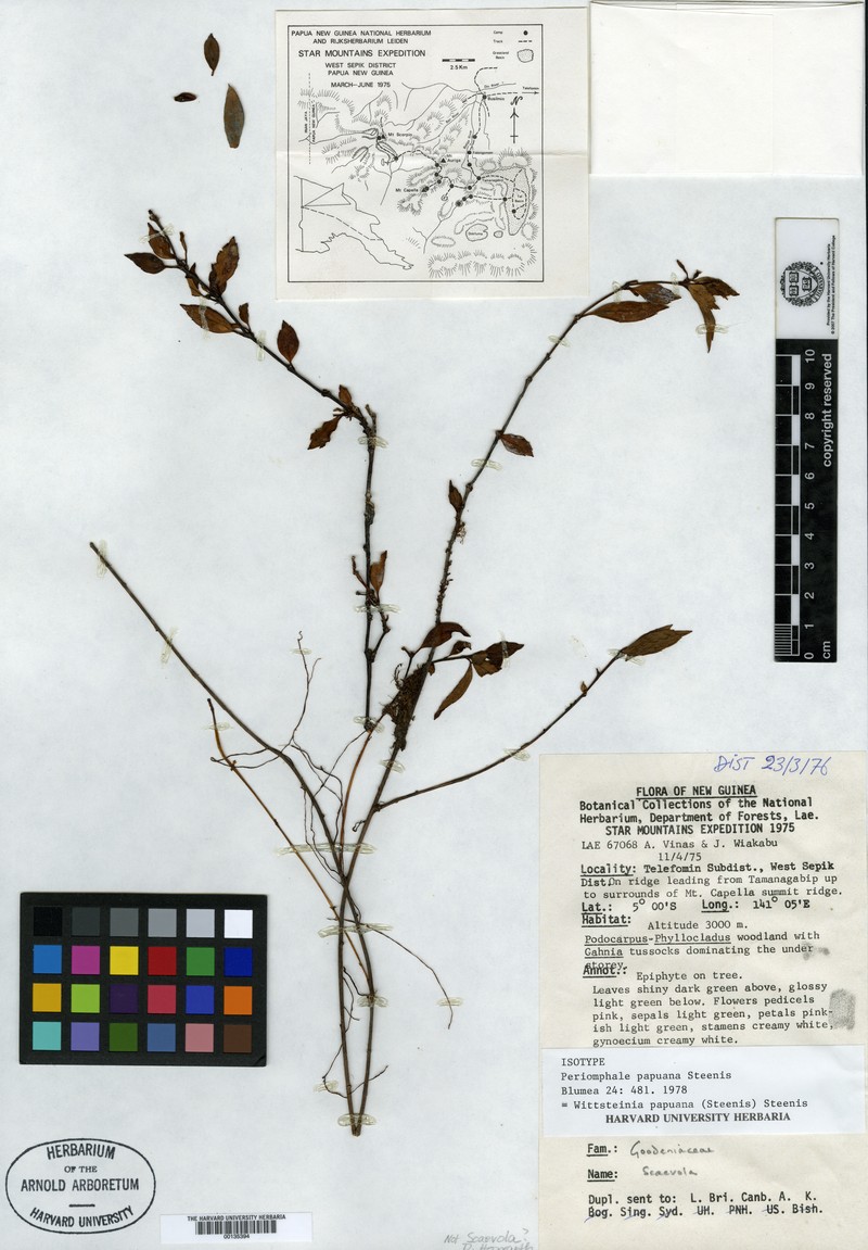 Wittsteinia papuana photo 3