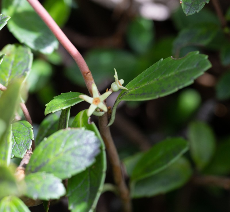 Wittsteinia vacciniacea