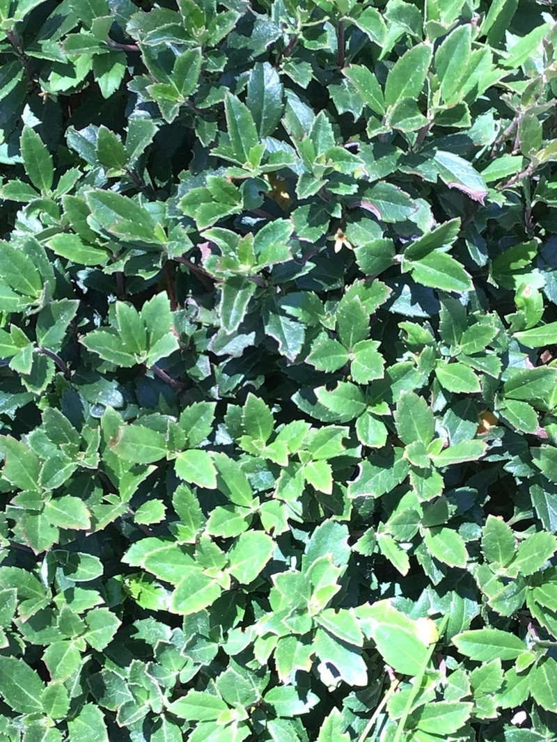 Wittsteinia vacciniacea photo 2