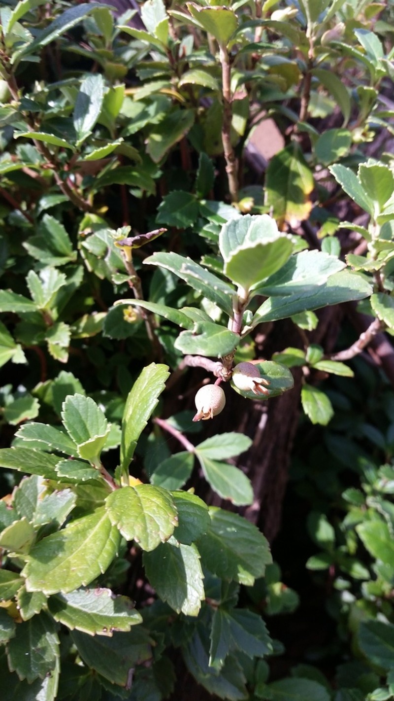 Wittsteinia vacciniacea photo 3