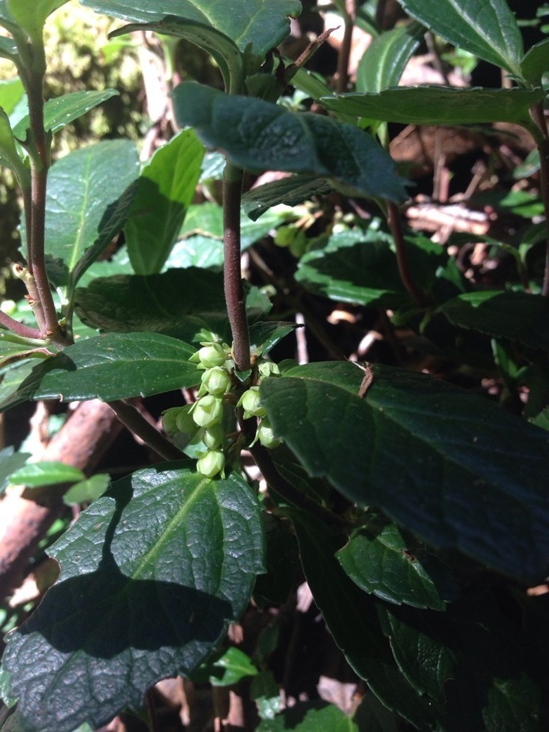 Wittsteinia vacciniacea photo 4