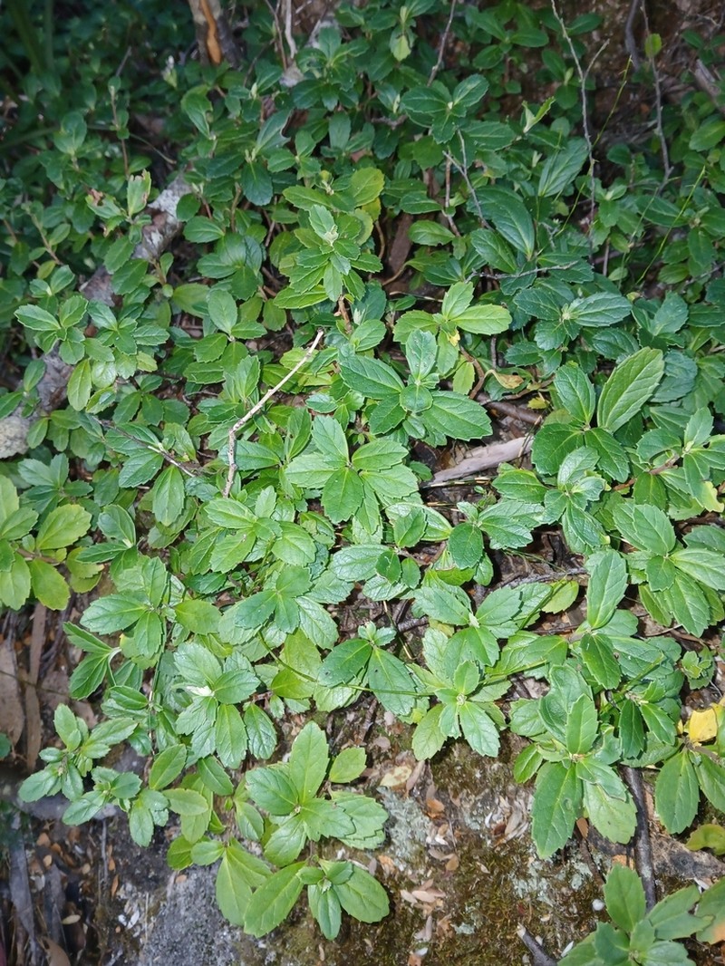 Wittsteinia vacciniacea photo 5