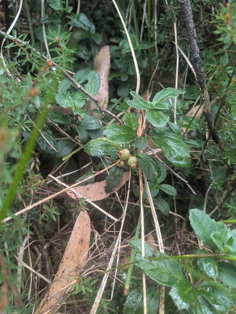 Wittsteinia vacciniacea photo 6