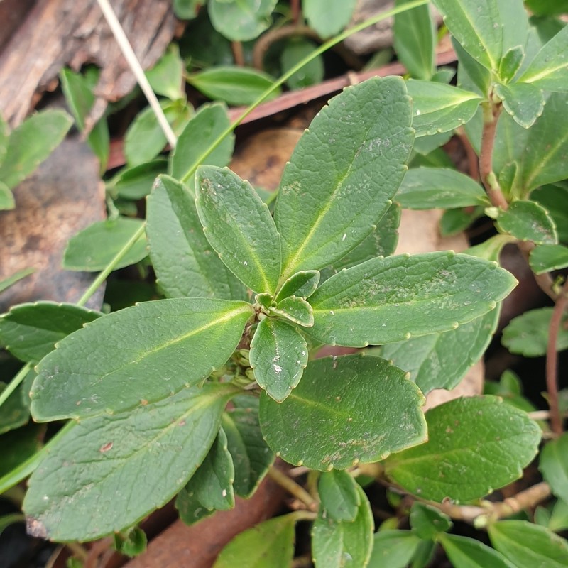 Wittsteinia vacciniacea photo 7