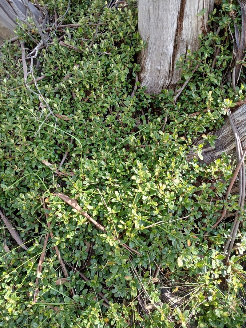 Wittsteinia vacciniacea photo 8