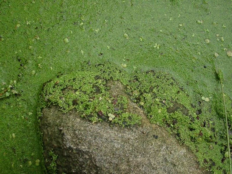 Spotless Watermeal photo 3