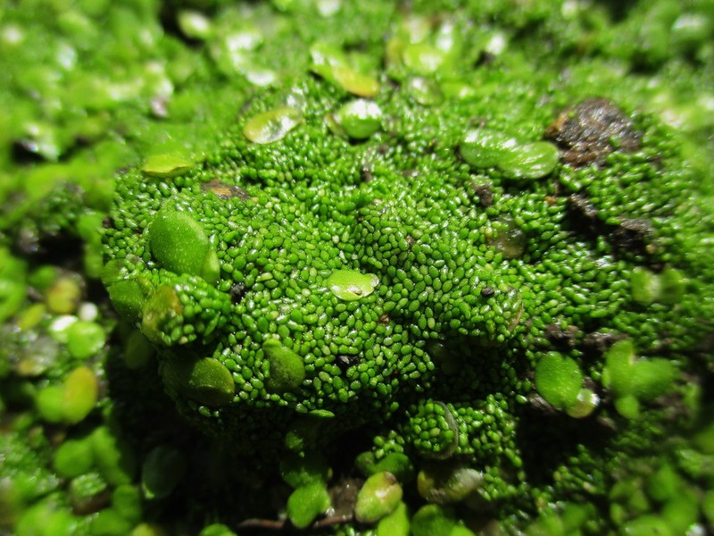 Spotless Watermeal photo 4