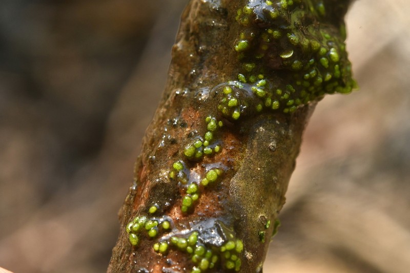 Spotless Watermeal photo 5