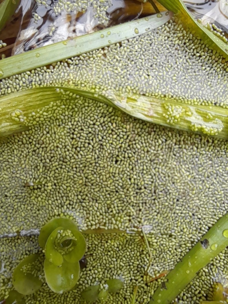 Spotless Watermeal photo 6