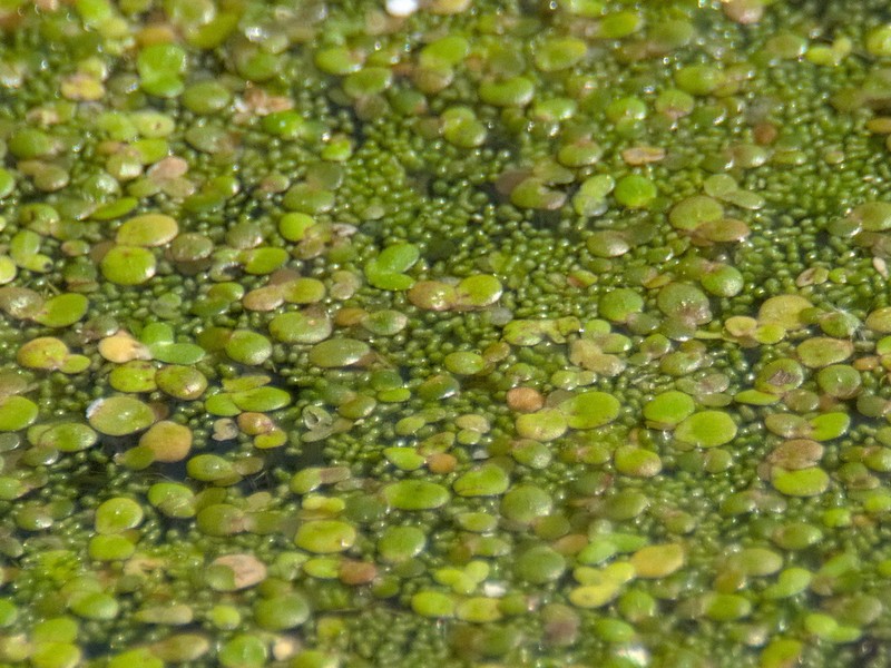 Spotless Watermeal photo 7