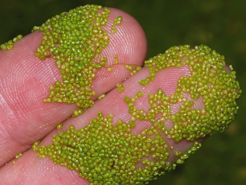 Spotless Watermeal photo 4