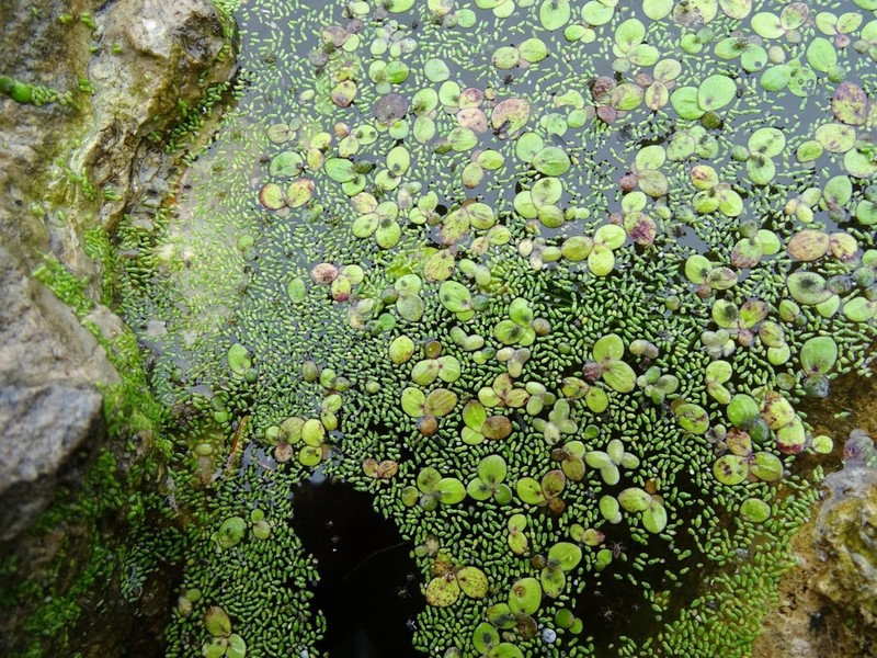 Northern Watermeal photo 4