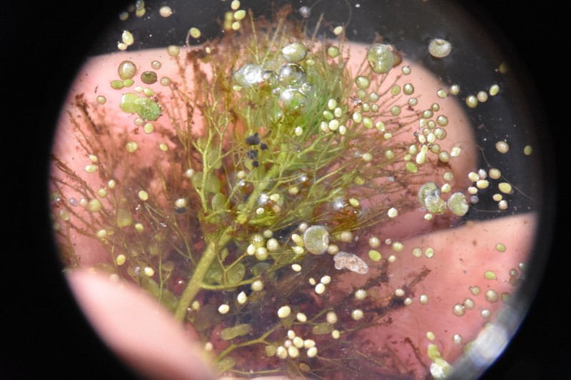 Northern Watermeal photo 5