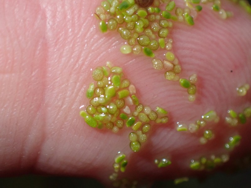 Northern Watermeal photo 6