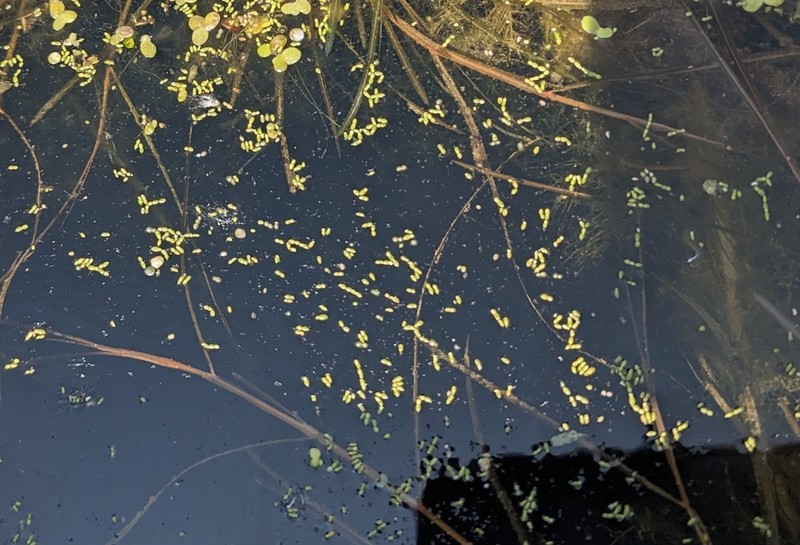 Northern Watermeal photo 8