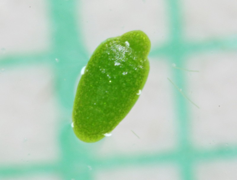 Northern Watermeal photo 4