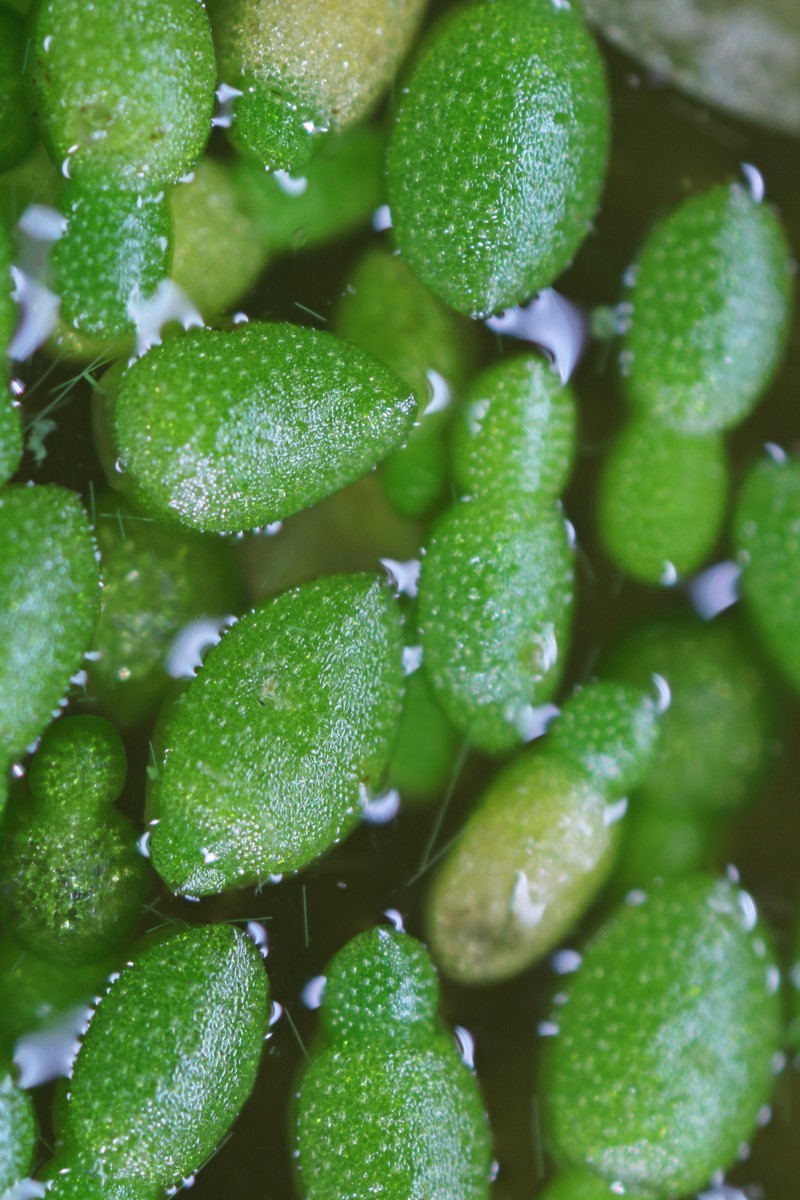 Northern Watermeal photo 6